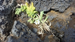 Spergularia azorica