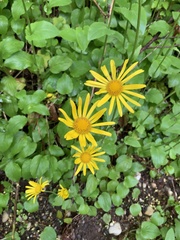 Doronicum pardalianches