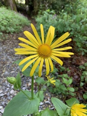 Doronicum pardalianches