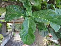Ficus lyrata