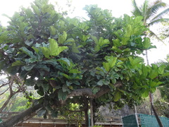 Ficus lyrata