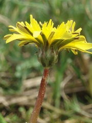 Taraxacum bavaricum