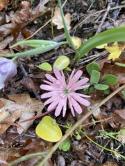 Silene hookeri