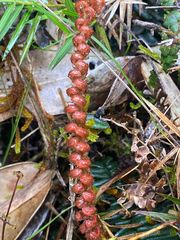 Balanophora laxiflora