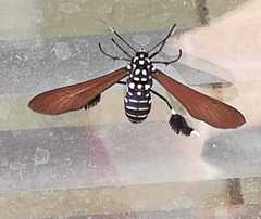 Horama plumipes