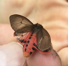 Phragmatobia fuliginosa