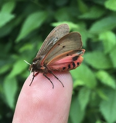 Phragmatobia fuliginosa