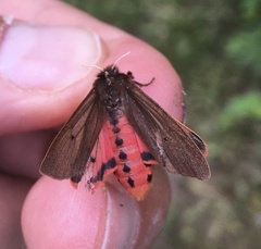 Phragmatobia fuliginosa