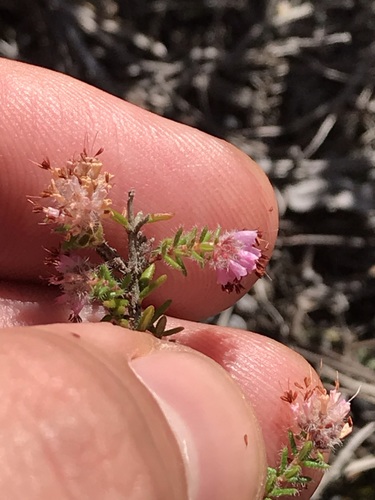 Image of Erica similis by (c) Ren Hoekstra, some rights reserved (CC BY)
