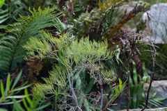 Notobubon capense