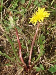 Taraxacum bavaricum