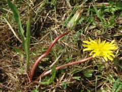Taraxacum bavaricum