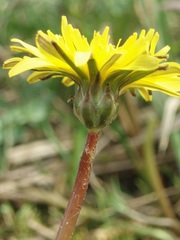 Taraxacum bavaricum