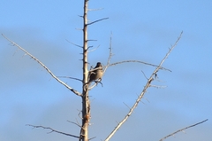 Oreoscoptes montanus