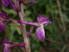 Orchis mascula