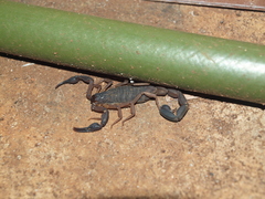 Centruroides edwardsii