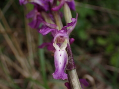 Orchis mascula