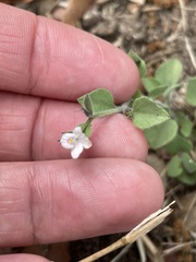 Carlowrightia torreyana
