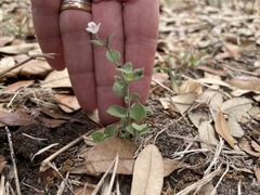 Carlowrightia torreyana