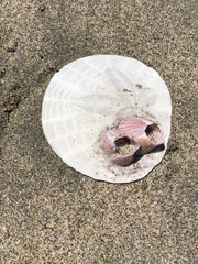 Paraconcavus pacificus