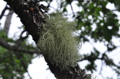 Usnea glabrescens