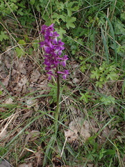Orchis mascula