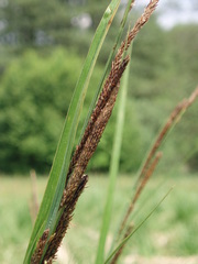 Carex buekii