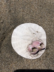 Paraconcavus pacificus