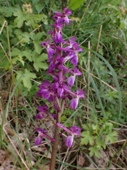 Orchis mascula