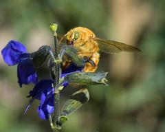Xylocopa augusti