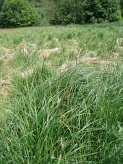 Carex buekii