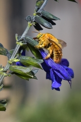 Xylocopa augusti