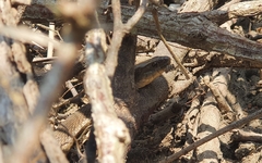 Thamnophis validus
