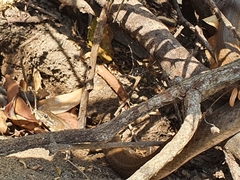Thamnophis validus