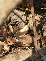 Thamnophis validus
