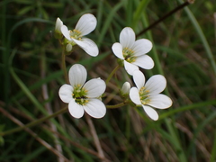 Saxifraga granulata