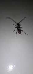 Elaphidion irroratum