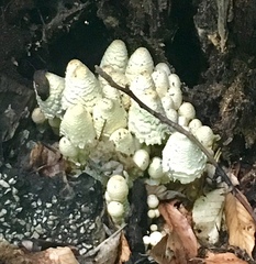 Coprinopsis variegata image