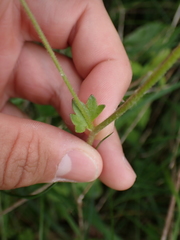 Saxifraga granulata