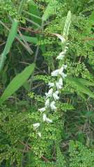 Spiranthes torta