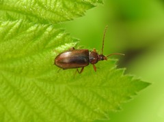 Gonodera luperus