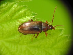 Gonodera luperus