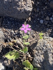 Erodium malacoides image