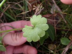 Saxifraga granulata