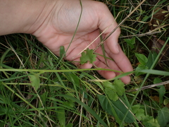 Saxifraga granulata
