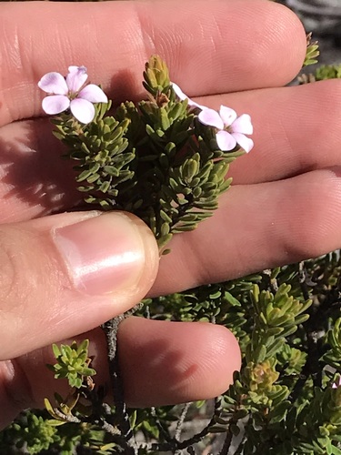 Robinson Porcelainflower (Acmadenia rupicola)