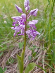 Orchis militaris