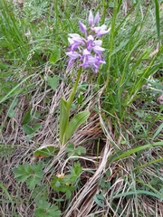 Orchis militaris