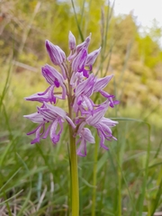 Orchis militaris