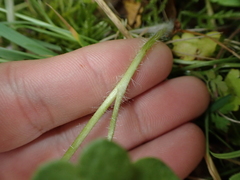 Saxifraga granulata